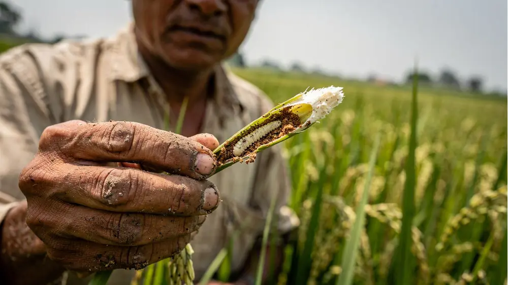 धान में तना छेदक की पहचान
