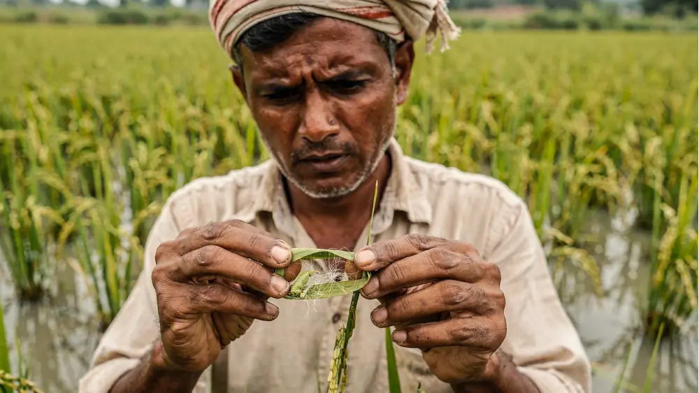 धान में पत्ती मोड़क की पहचान
