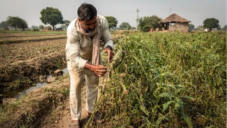 ज्यादा यूरिया से फसल की समस्या
