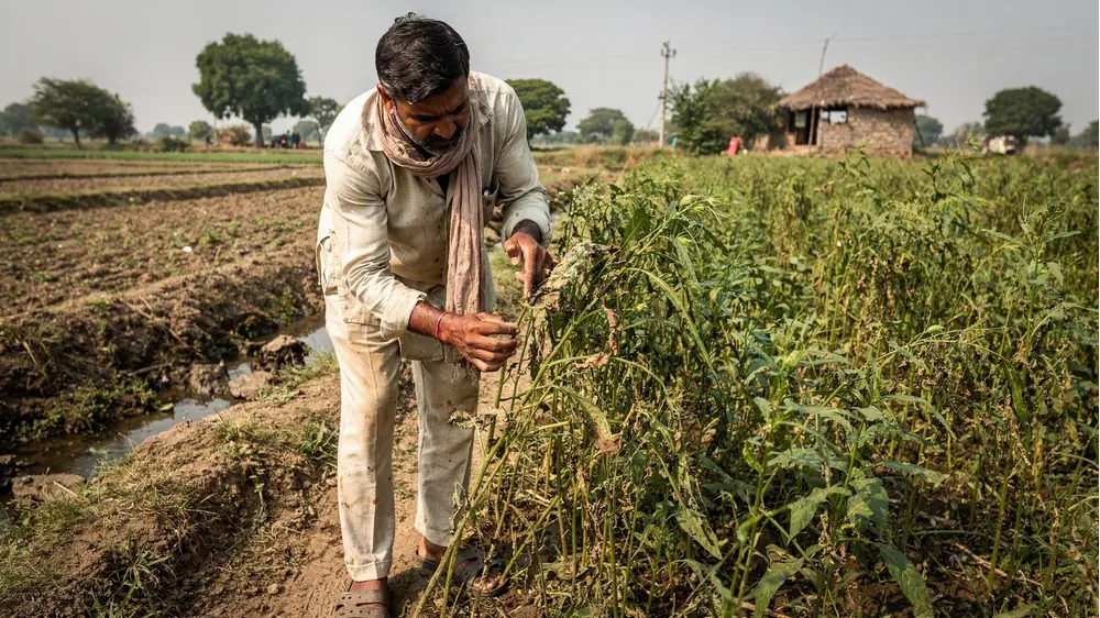 ज्यादा यूरिया से फसल की समस्या