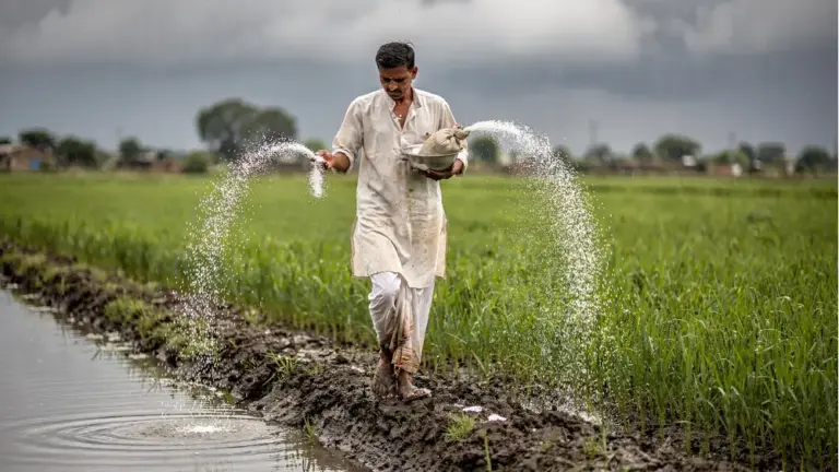 यूरिया डालने का सही समय