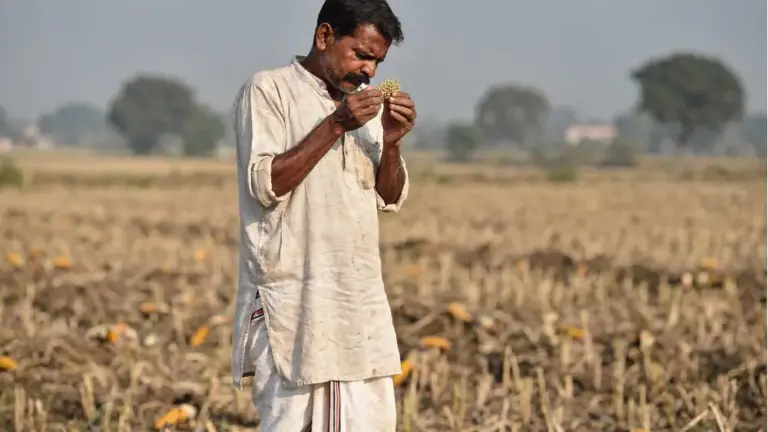 फसल में दाना हल्का रहना